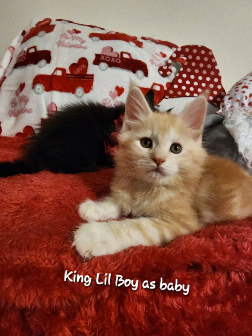 How to Choose Reputable Breeder/&nbsp;Cattery