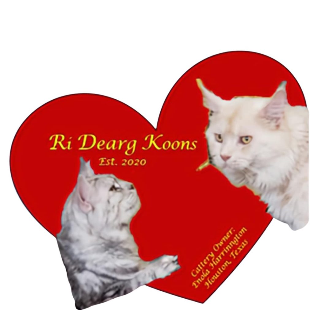 Ri Dearg Koons LLC (Maine Coon Cattery)